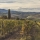 Chianti- Brunello di Montalcino: Au coeur de la Toscane