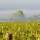 Quarts de Chaume : Pays des grandes vins doux