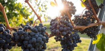 Vins conventionnels et vins biologiques, quelles différences ?