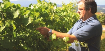 Anselmo Mendes: El Maestro de Vinho Verde 