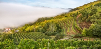 Domaine Arretxea, Great Wines in the Heart of the Pyrenees