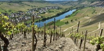 Mosel: The best Riesling Wines