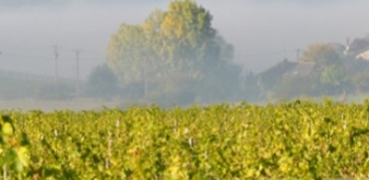 Quarts de Chaume : Land of great sweets Wines